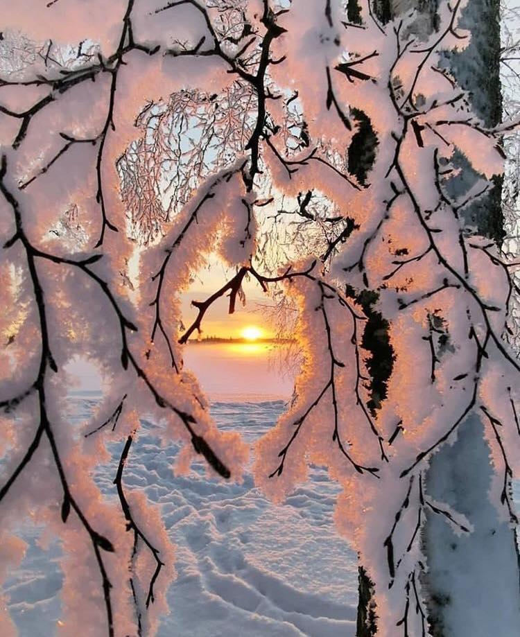 May be an image of nature, sky, tree and snow